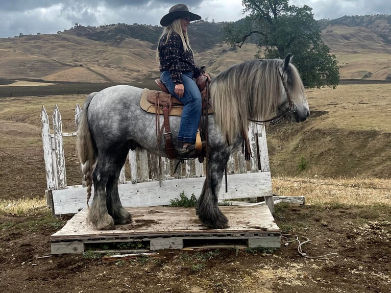 Fell pony Gelding 8 years 14 hh Gray-Dapple in Bitterwater CA