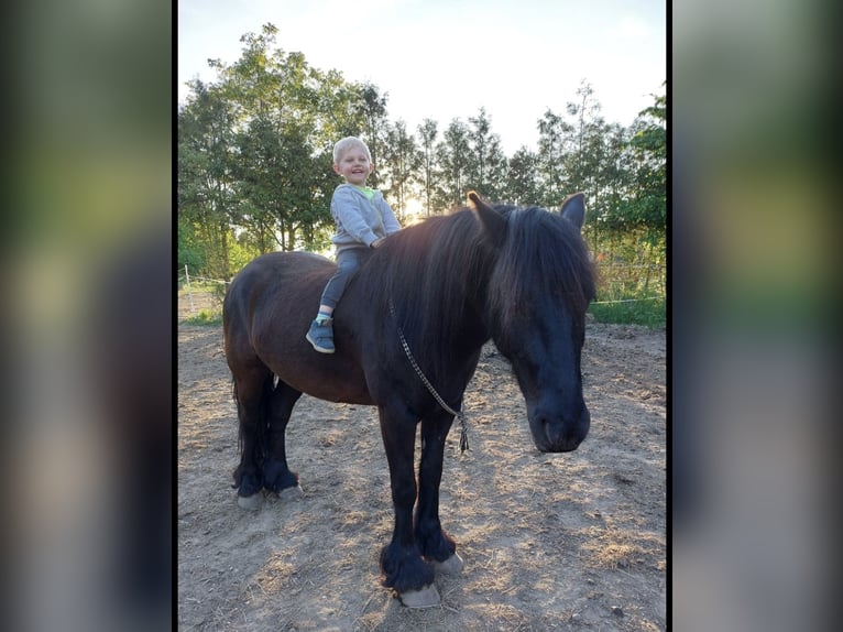 Fell pony Gelding 8 years 14,1 hh Black in Nadrensee