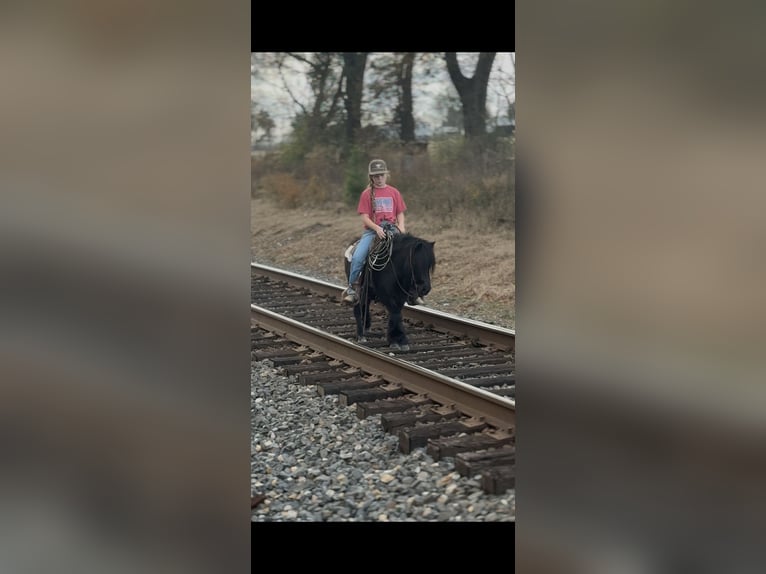 Fell pony Gelding 9 years 10.1 hh Black in Bloomburg