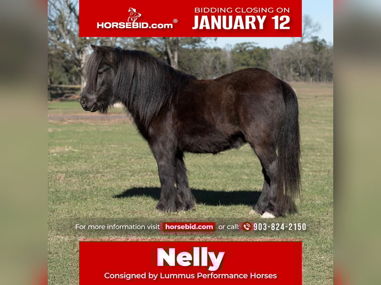 Fell pony Gelding 9 years 10,1 hh Black in Bloomburg