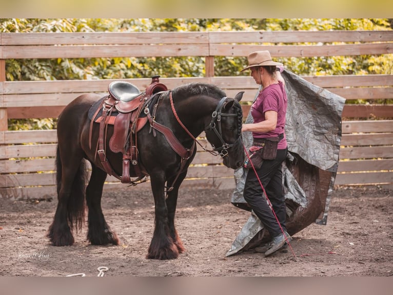 Fell pony Gelding 9 years 13,2 hh Brown in Seminole FL