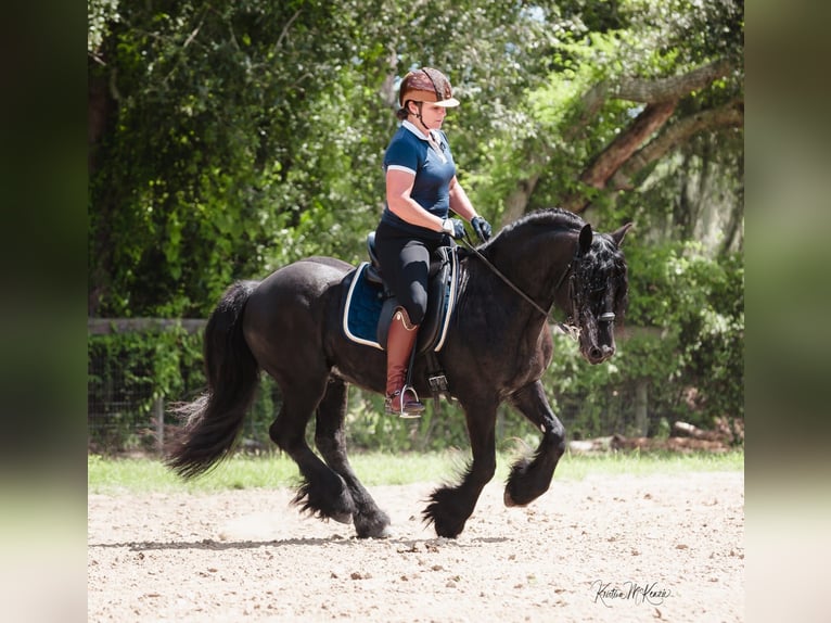 Fell pony Gelding 9 years 13,2 hh Brown in Seminole FL
