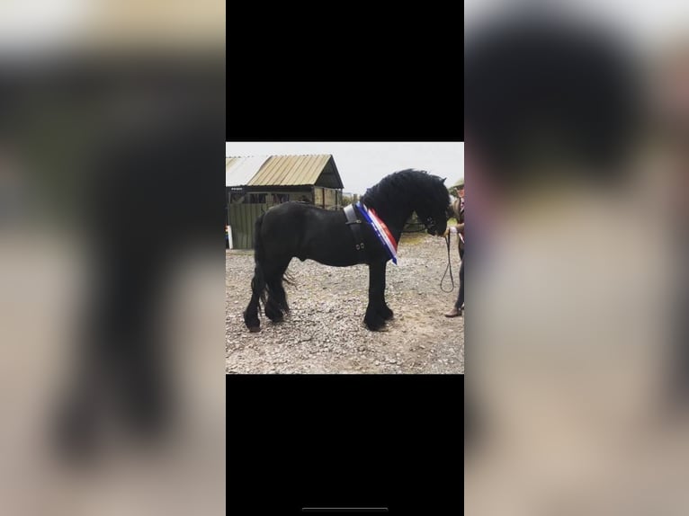 Fell pony Hengst 11 Jaar Zwart in Yate