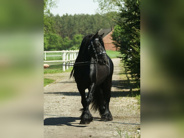 Fell pony Hengst 13 Jaar 142 cm Zwart in Santok