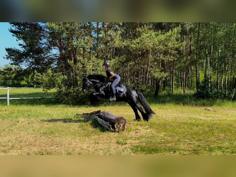 Fell pony Hengst 13 Jaar 142 cm Zwart in Santok