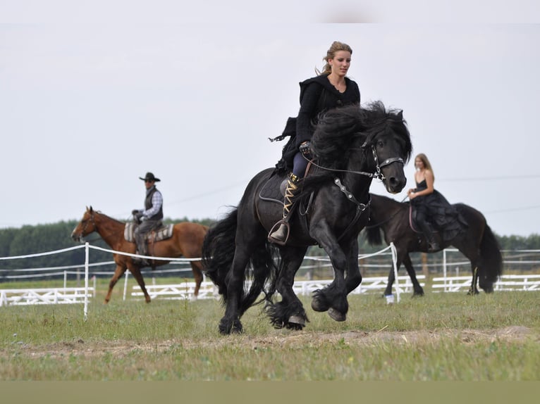 Fell pony Hengst 13 Jaar 142 cm Zwart in Santok