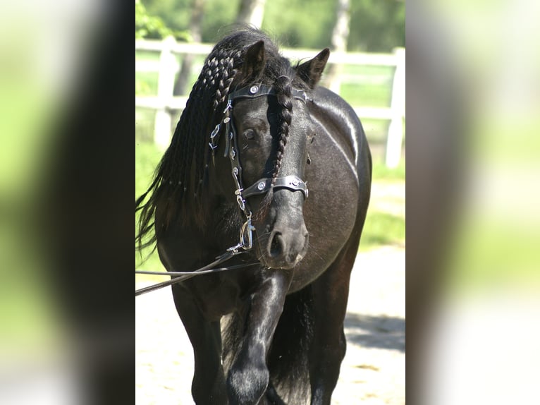 Fell pony Hengst 14 Jaar 142 cm Zwart in Santok