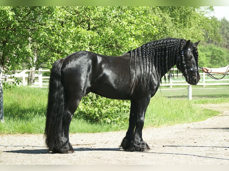 Fell pony Hengst 14 Jaar 142 cm Zwart in Santok