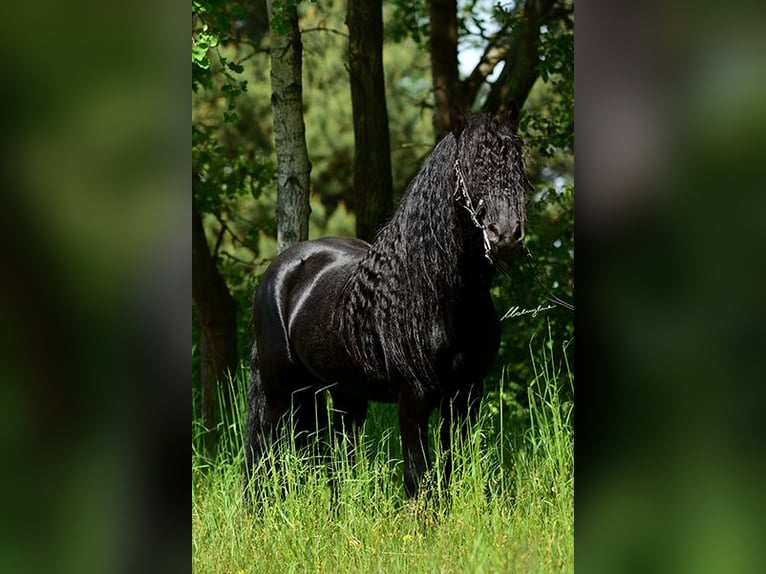 Fell pony Hengst 14 Jaar 142 cm Zwart in Santok