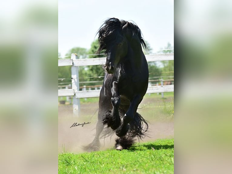 Fell pony Hengst 14 Jaar 142 cm Zwart in Santok