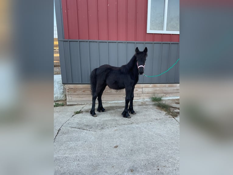 Fell pony Hengst 1 Jaar 104 cm Zwart in Wooster