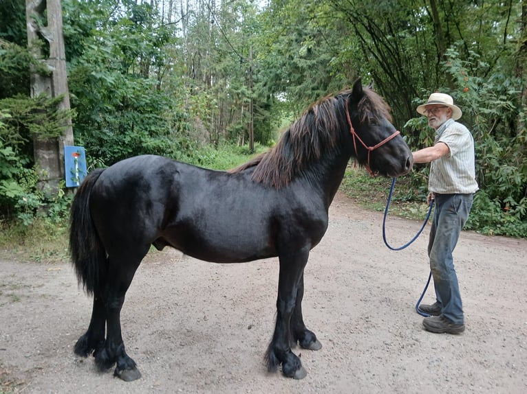 Fell pony Hengst 1 Jaar 131 cm Zwart in Reusel