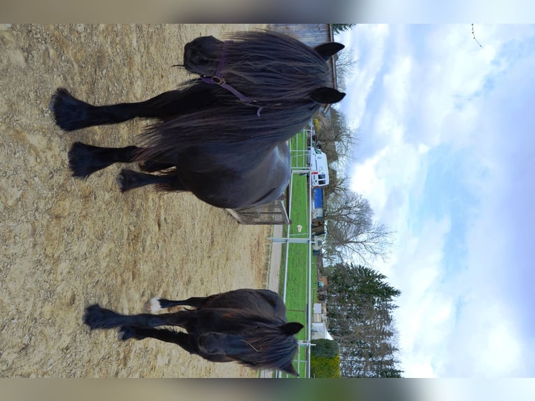 Fell pony Hengst 1 Jaar 137 cm Zwart in Bretnig-Hauswalde