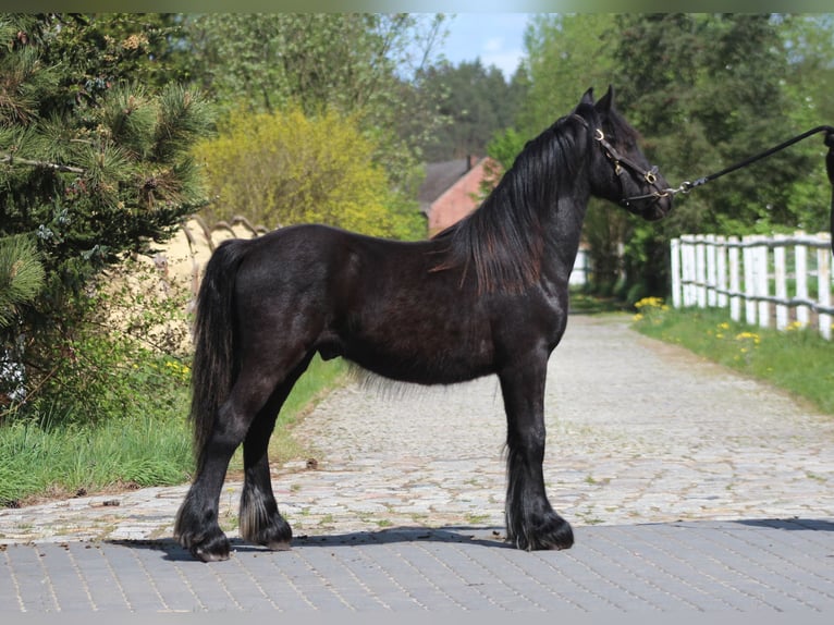 Fell pony Hengst 1 Jaar 137 cm Zwart in Santok