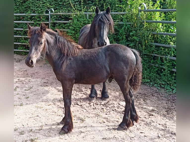 Fell pony Hengst 1 Jaar 142 cm Zwart in Schuttertal