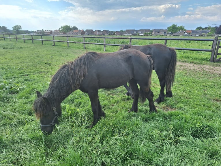 Fell pony Hengst 1 Jaar Zwart in Zeddam