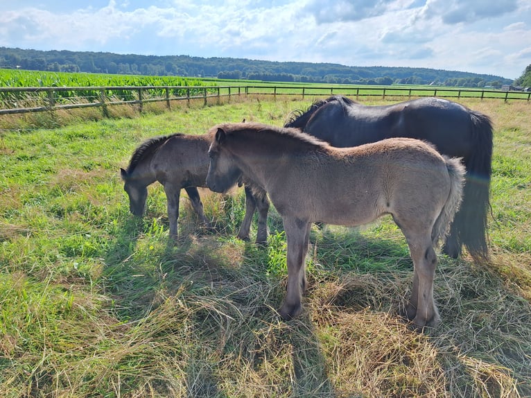 Fell pony Hengst 1 Jaar Zwart in Zeddam