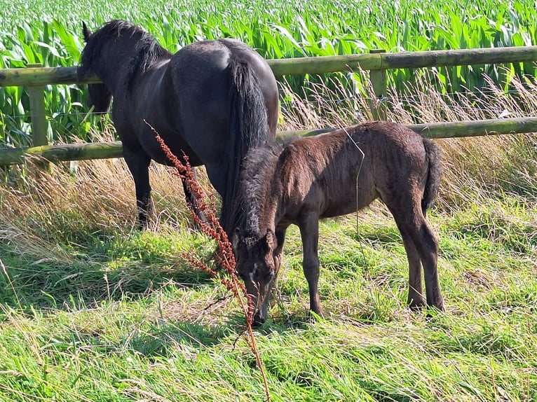 Fell pony Hengst 1 Jaar Zwart in Zeddam