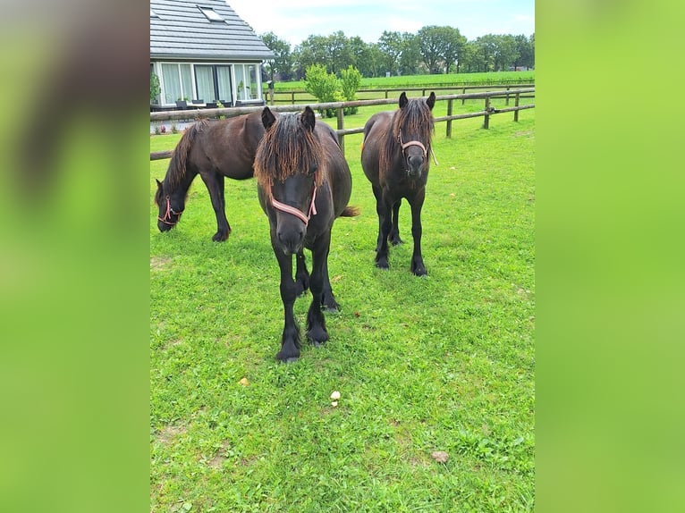 Fell pony Hengst 1 Jaar Zwart in Zeddam