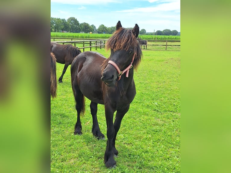 Fell pony Hengst 1 Jaar Zwart in Zeddam