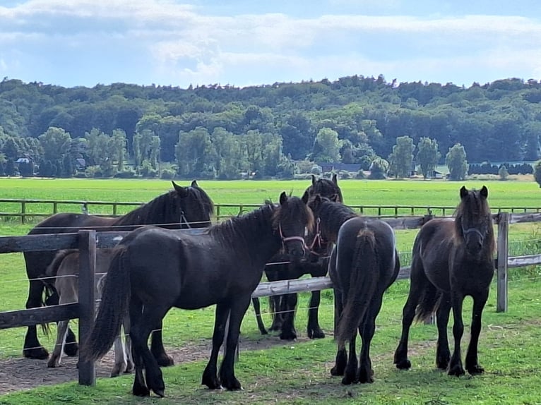 Fell pony Hengst 1 Jaar Zwart in Zeddam