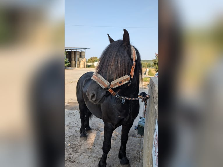 Fell pony Hengst 2 Jaar Zwart in Wilhelminenthal