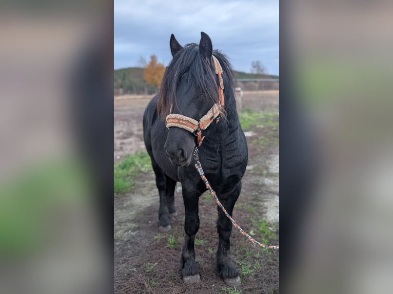 Fell pony Hengst 2 Jaar Zwart in Wilhelminenthal