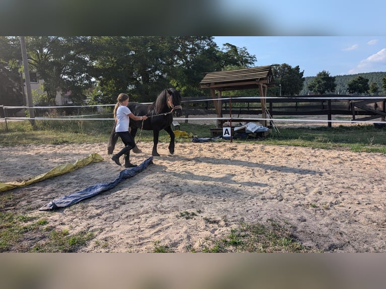 Fell pony Hengst 2 Jaar Zwart in Wilhelminenthal