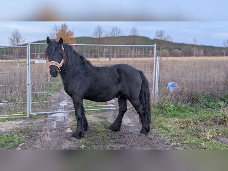 Fell pony Hengst 2 Jaar Zwart in Wilhelminenthal