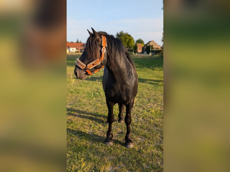 Fell pony Hengst 2 Jaar Zwart in Wilhelminenthal