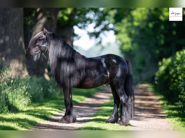 Fell pony Hengst 5 Jaar 137 cm Zwart in Weener