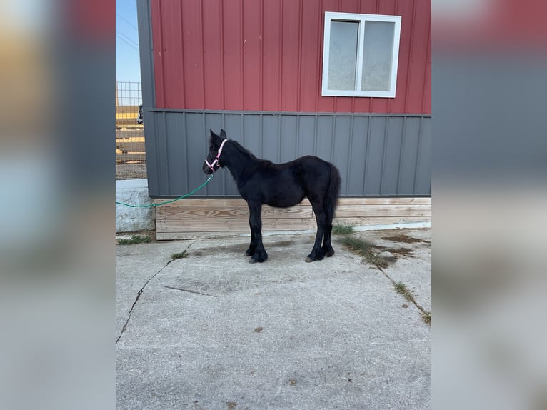 Fell pony Hengst Veulen (05/2025) 104 cm Zwart in Wooster