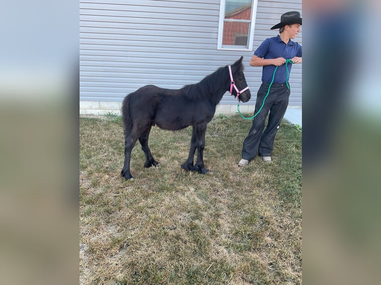 Fell pony Hengst Veulen (05/2025) 104 cm Zwart in Wooster