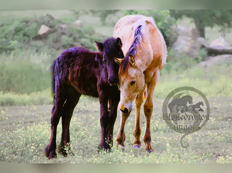 Fell pony Hengst veulen (03/2024) 132 cm Zwart in Mcalester