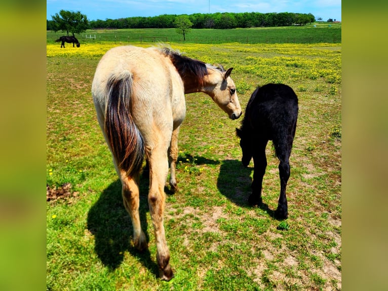 Fell pony Hengst veulen (03/2024) 132 cm Zwart in Mcalester