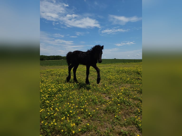 Fell pony Hengst veulen (03/2024) 132 cm Zwart in Mcalester