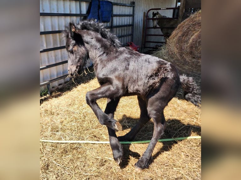 Fell pony Hengst veulen (03/2024) 132 cm Zwart in Mcalester