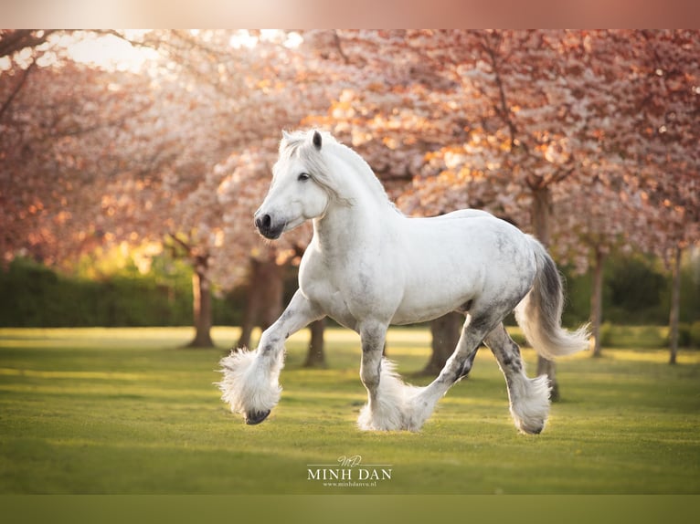 Fell pony Hengst veulen (01/2024) 140 cm Schimmel in Medemblik