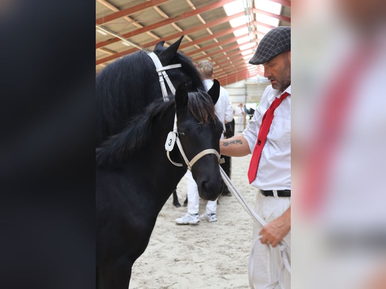 Fell pony Hengst veulen (01/2024) 140 cm Schimmel in Medemblik