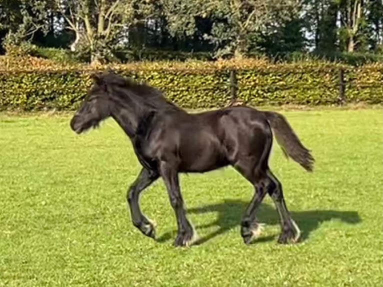 Fell pony Hengst Veulen (06/2026) 142 cm Zwart in Ledeacker