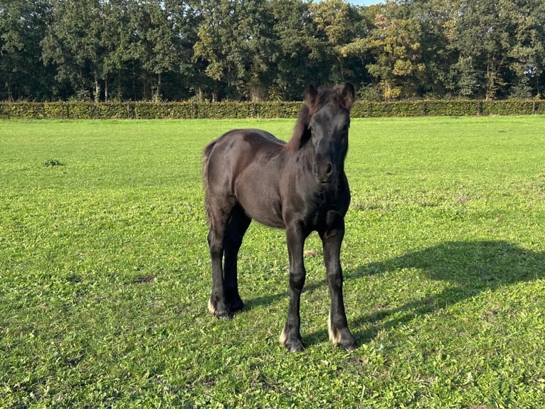 Fell pony Hengst Veulen (06/2026) 142 cm Zwart in Ledeacker