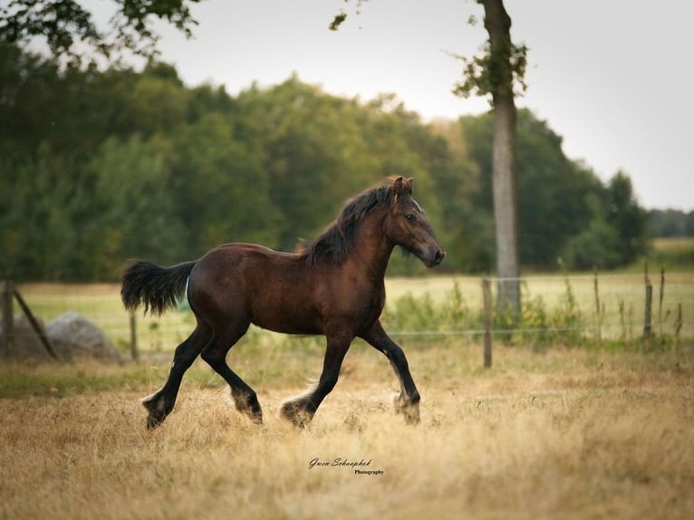 Fell pony Hengst Veulen (03/2026) Zwart in Fochteloo