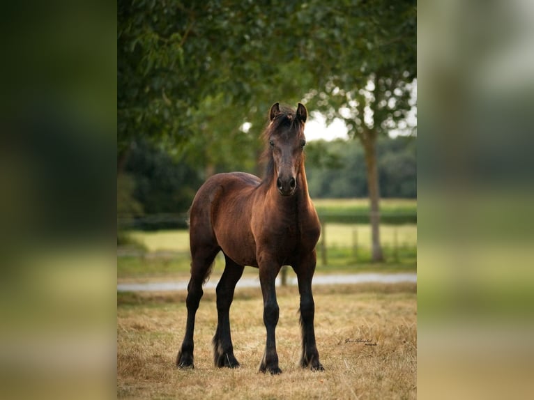 Fell pony Hengst Veulen (03/2026) Zwart in Fochteloo