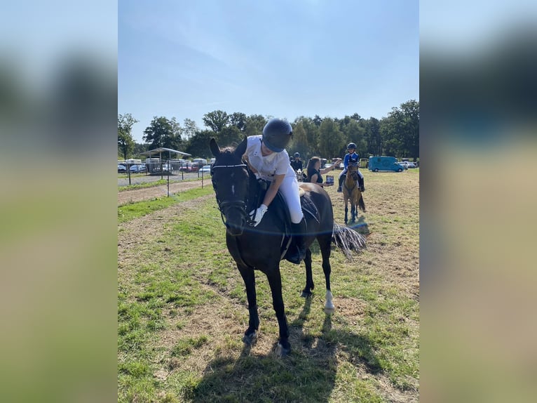 Fell pony Mare 10 years 13,2 hh Brown in Osterholz-Scharmbeck