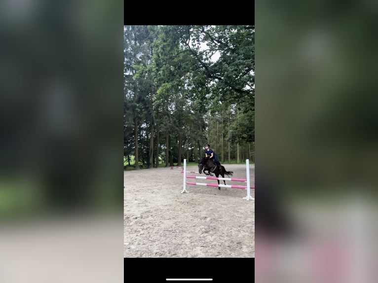 Fell pony Mare 10 years 13,2 hh Brown in Osterholz-Scharmbeck