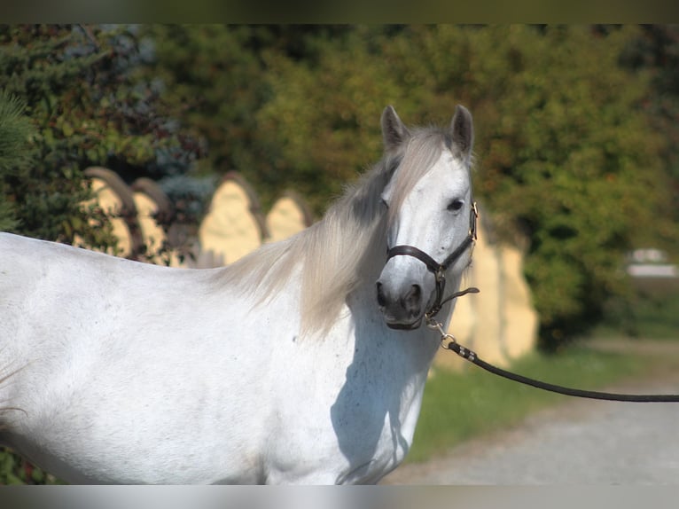 Fell pony Mare 10 years 13,3 hh Gray in Santok