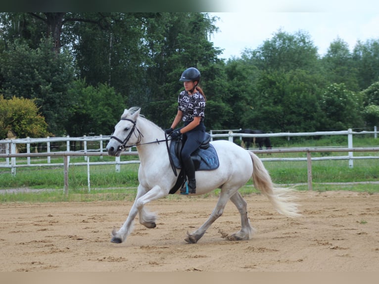 Fell pony Mare 10 years 13,3 hh Grey in Santok