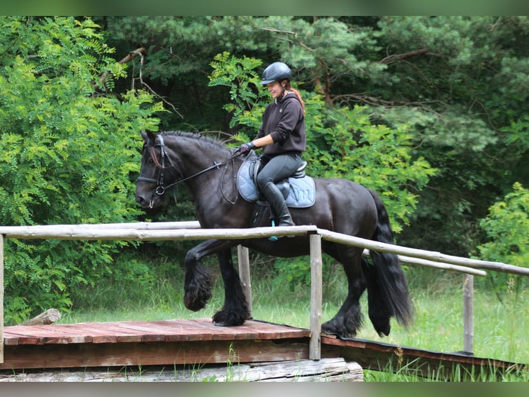 Fell pony Mare 10 years 14,1 hh Black in Santok