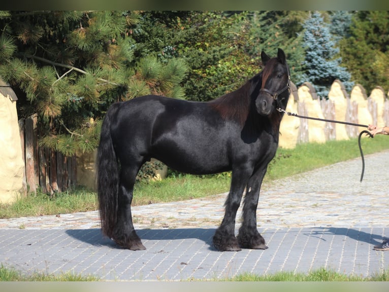 Fell pony Mare 10 years 14,1 hh Black in Santok