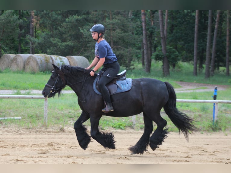 Fell pony Mare 10 years 14,1 hh Black in Santok